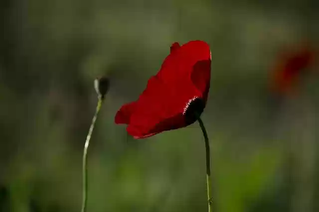 Free download Papaver Rhoeas Flower Poppy -  free photo or picture to be edited with GIMP online image editor