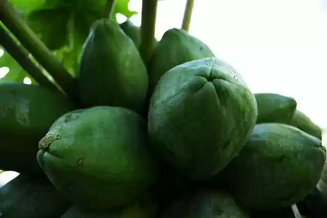 Free download Papaya Fruit Food -  free free photo or picture to be edited with GIMP online image editor