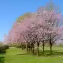 Paradise garden  screen for extension Chrome web store in OffiDocs Chromium