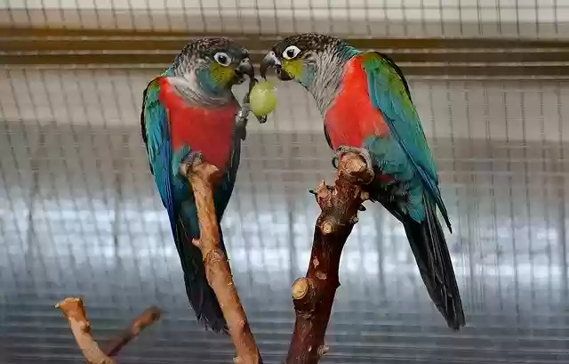 Ảnh mẫu Parakeet Aviary Exotic cho OffiDocs
