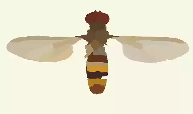 Free download Parasitic Wasp Insect - Free vector graphic on Pixabay free illustration to be edited with GIMP free online image editor