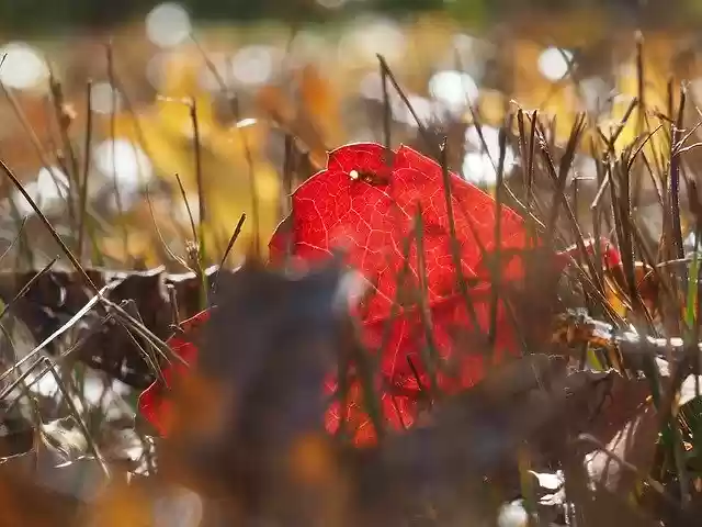 Free download Park Fall Autumn -  free photo or picture to be edited with GIMP online image editor