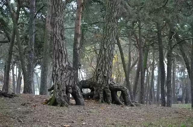 Free download Park Forest Pine -  free photo or picture to be edited with GIMP online image editor