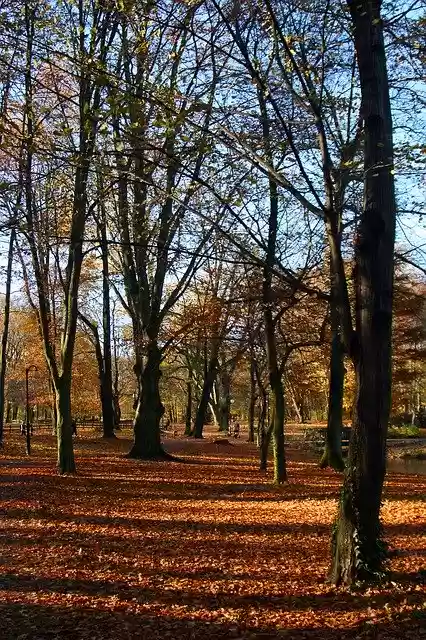 Free download Park Natura Landscape -  free photo or picture to be edited with GIMP online image editor