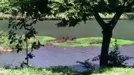 Free download Park Nature Water free video to be edited with OpenShot online video editor