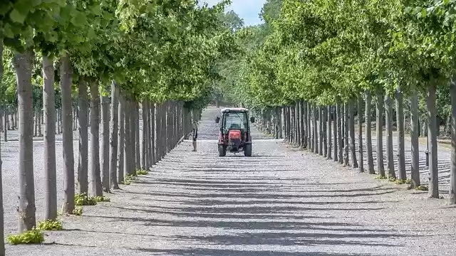 Free download Park Tree Nature -  free free photo or picture to be edited with GIMP online image editor