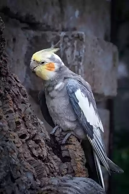 Free download parrot bird cockatiels loricket free picture to be edited with GIMP free online image editor