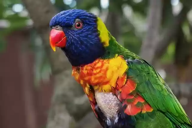 Free download parrot bird loricket beak feathers free picture to be edited with GIMP free online image editor