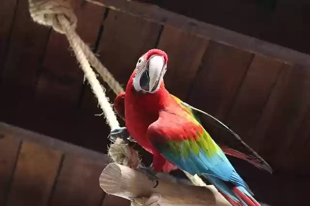 Free download Parrot Colorful Animals -  free photo or picture to be edited with GIMP online image editor