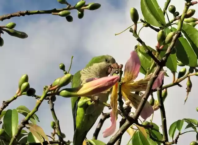Free download Parrot Eating Flower -  free photo or picture to be edited with GIMP online image editor