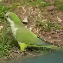 Parrot Eating Grass  screen for extension Chrome web store in OffiDocs Chromium