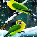 Parrots and white snow wallpaper  screen for extension Chrome web store in OffiDocs Chromium