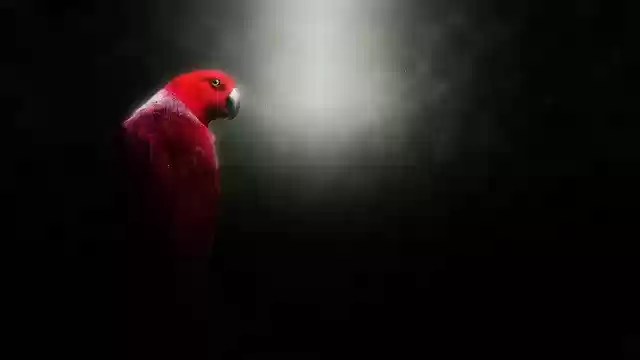 Free download Parrot Tropical Nature -  free photo or picture to be edited with GIMP online image editor