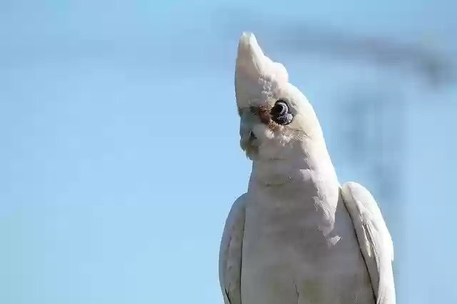 Free download Parrot White Cockatoo Bird -  free photo or picture to be edited with GIMP online image editor