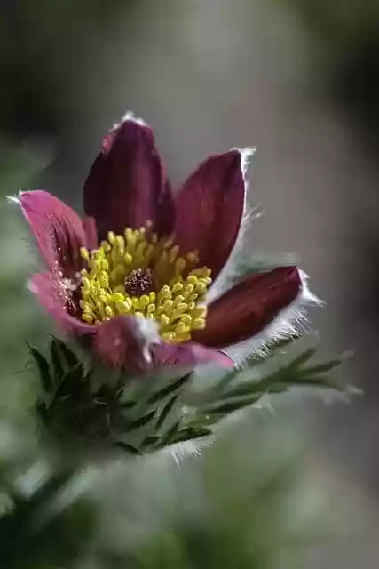 Free download pasque flower stamens plant garden free picture to be edited with GIMP free online image editor