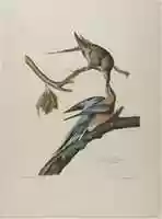 Free download Passenger Pigeon free photo or picture to be edited with GIMP online image editor