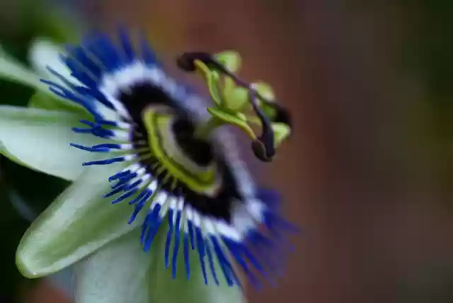 Free download passiflora passion flower flower free picture to be edited with GIMP free online image editor