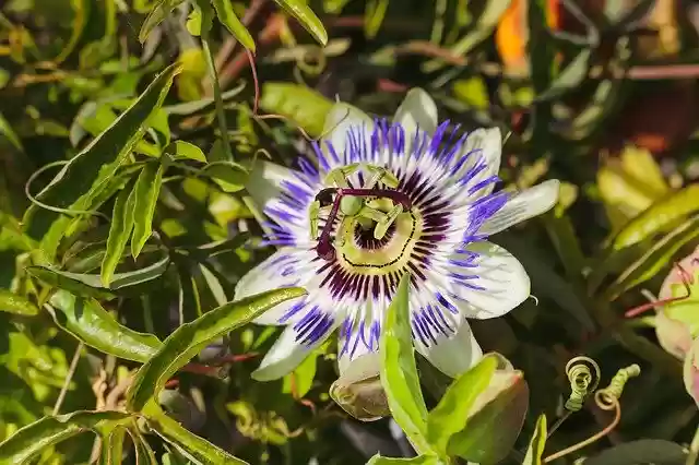 Free download Passion Flower Passiflora -  free photo or picture to be edited with GIMP online image editor