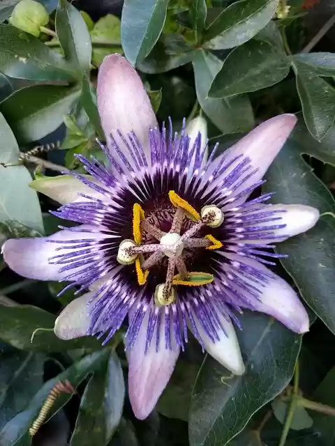 Unduh gratis Passion Flower Purple - foto atau gambar gratis untuk diedit dengan editor gambar online GIMP