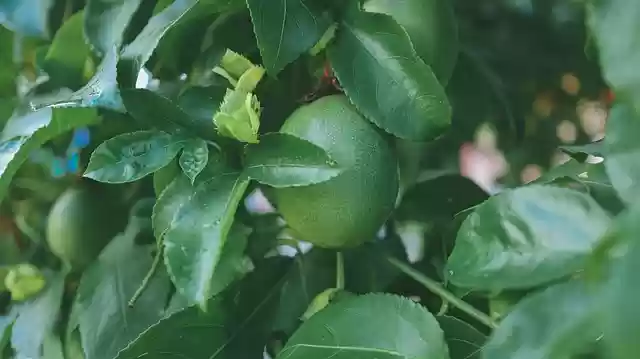 Free download passion fruit fruit green plant free picture to be edited with GIMP free online image editor