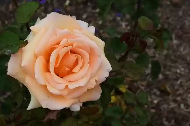 Free download Pastel Rose Flower -  free photo or picture to be edited with GIMP online image editor