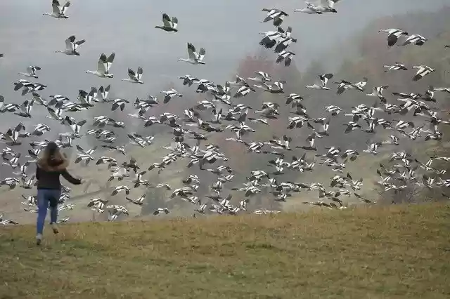 Free download Patagonia Chile Birds -  free free photo or picture to be edited with GIMP online image editor