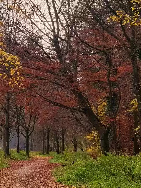 Free download Path Away Nature -  free free photo or picture to be edited with GIMP online image editor