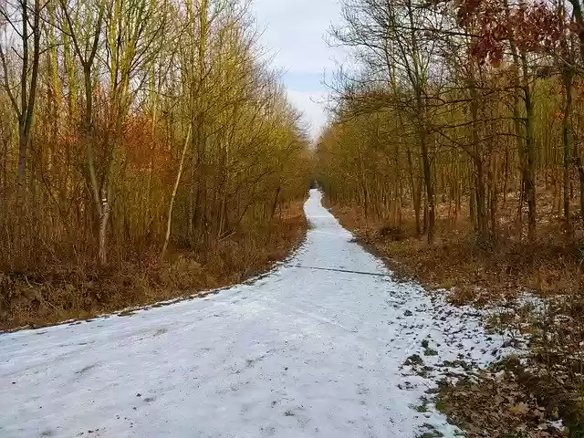 Free download Path Forest Snowy -  free photo or picture to be edited with GIMP online image editor