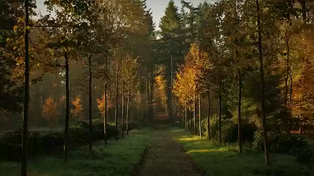 Free download path forest trees trail free picture to be edited with GIMP free online image editor