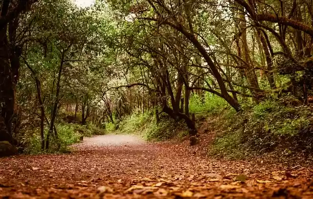 Free download path hiking trees nature forest free picture to be edited with GIMP free online image editor