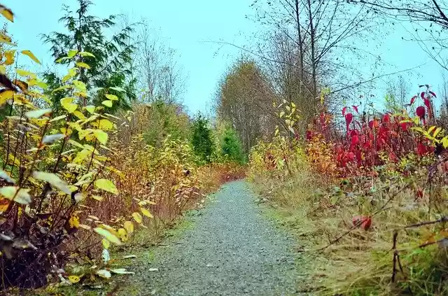 Free download Pathway Trail Colorful -  free free photo or picture to be edited with GIMP online image editor