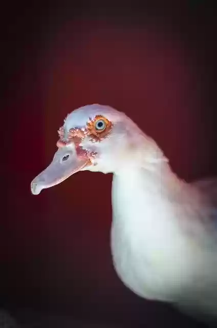 Free download Pato Mascota -  free photo or picture to be edited with GIMP online image editor