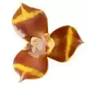 Pattaya Thaïlande RSS  screen for extension Chrome web store in OffiDocs Chromium