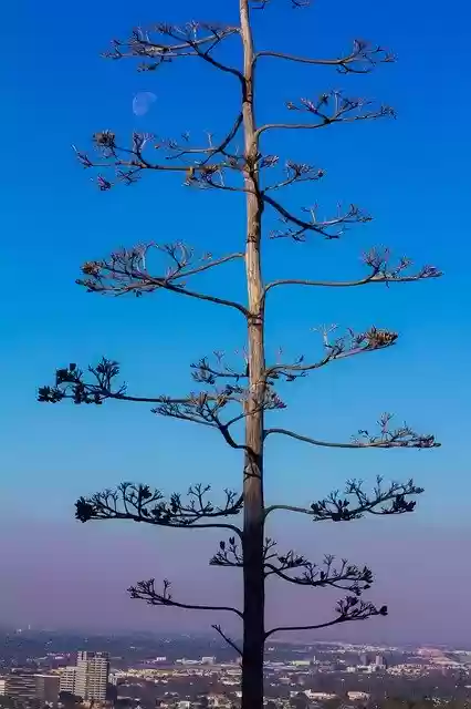 Free download Peace Ash Wednesday Tranquil -  free photo or picture to be edited with GIMP online image editor