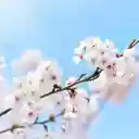 Peach blossom branches  screen for extension Chrome web store in OffiDocs Chromium