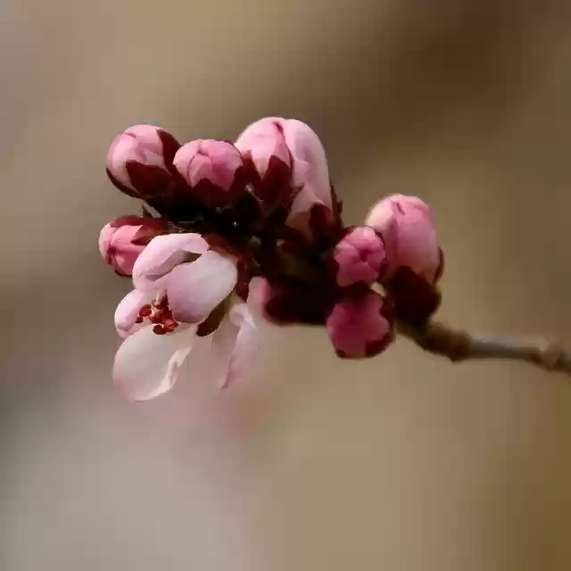 Free download peach blossom buds branch tree free picture to be edited with GIMP free online image editor