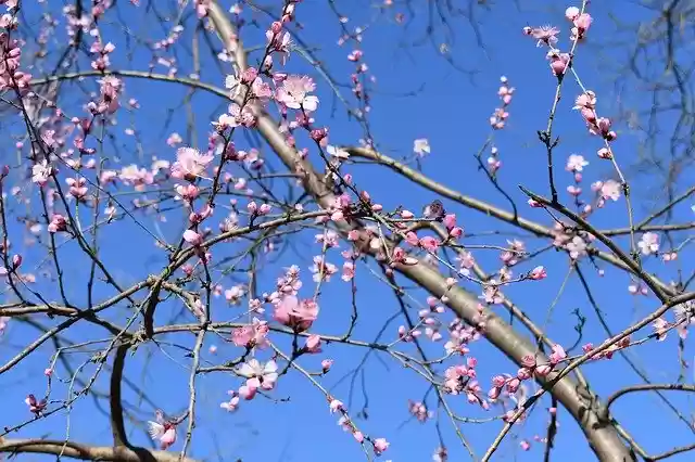 Free download Peach Blossom Natural The Scenery -  free photo or picture to be edited with GIMP online image editor