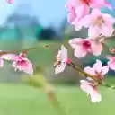 Peach Blossoms  screen for extension Chrome web store in OffiDocs Chromium