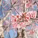 Peach blossoms bloom during Tet  screen for extension Chrome web store in OffiDocs Chromium