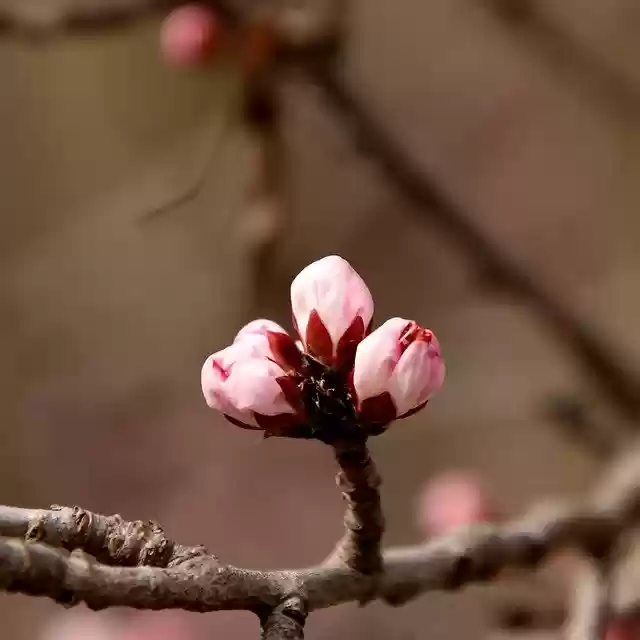 Free download peach blossoms buds branch tree free picture to be edited with GIMP free online image editor
