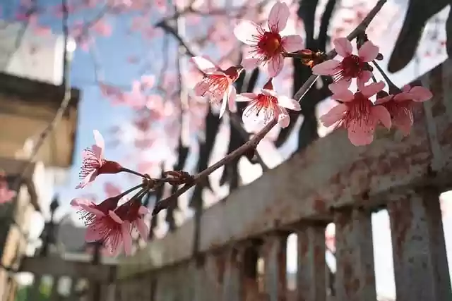 Free download peach blossoms cherry blossoms free picture to be edited with GIMP free online image editor