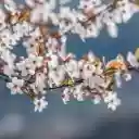 PEACH BLOSSOM Theme  screen for extension Chrome web store in OffiDocs Chromium