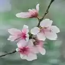 peach blossom wallpaper  screen for extension Chrome web store in OffiDocs Chromium