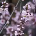 Peach branches bloom  screen for extension Chrome web store in OffiDocs Chromium