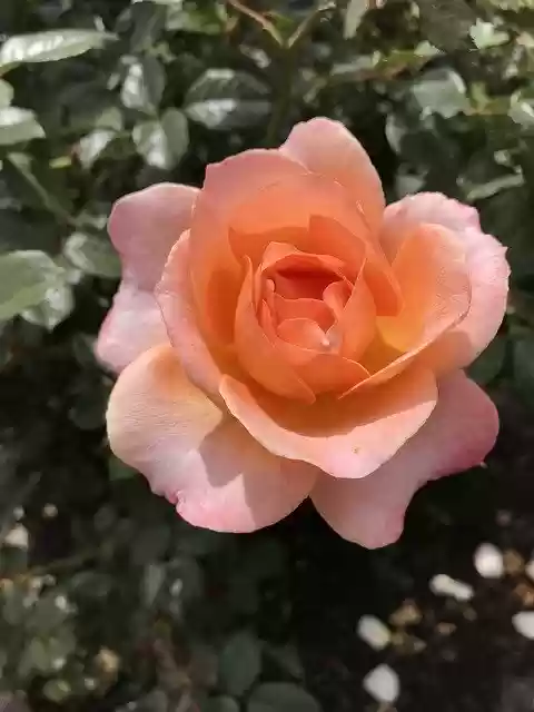 Free download Peachy Color Rose Balboa Park San -  free photo or picture to be edited with GIMP online image editor