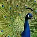 Peacock and the spread cage  screen for extension Chrome web store in OffiDocs Chromium