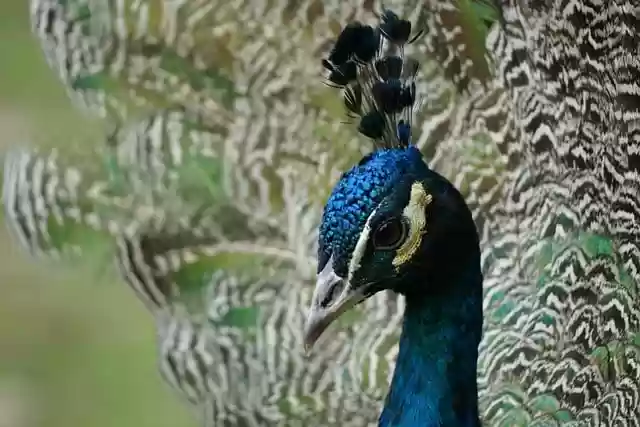 Free download peacock bird animal peafowl free picture to be edited with GIMP free online image editor