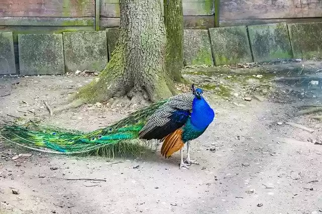 ດາວ​ໂຫຼດ​ຟຣີ Peacock Bird Barn - ຮູບ​ພາບ​ຟຣີ​ຫຼື​ຮູບ​ພາບ​ທີ່​ຈະ​ໄດ້​ຮັບ​ການ​ແກ້​ໄຂ​ກັບ GIMP ອອນ​ໄລ​ນ​໌​ບັນ​ນາ​ທິ​ການ​ຮູບ​ພາບ​