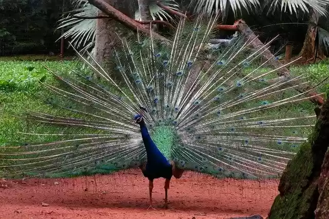 Free download Peacock Bird Exotic -  free photo or picture to be edited with GIMP online image editor