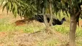 Free download Peacock Birds -  free video to be edited with OpenShot online video editor